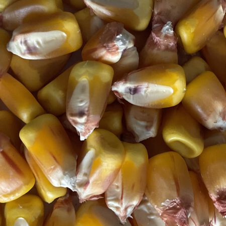 MInnesota 13, Corn Seed - 5 Pounds image number null